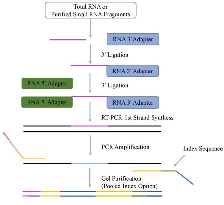 small RNA实验流程.png